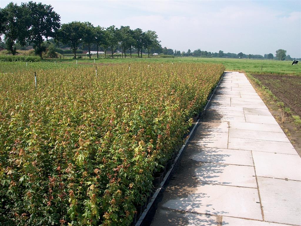 Acer campestre 1+1 40-60 cm