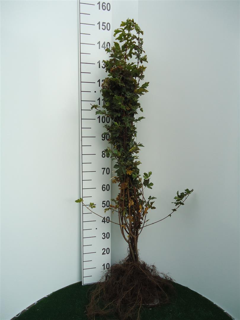 Acer campestre 1+1 60-100 cm