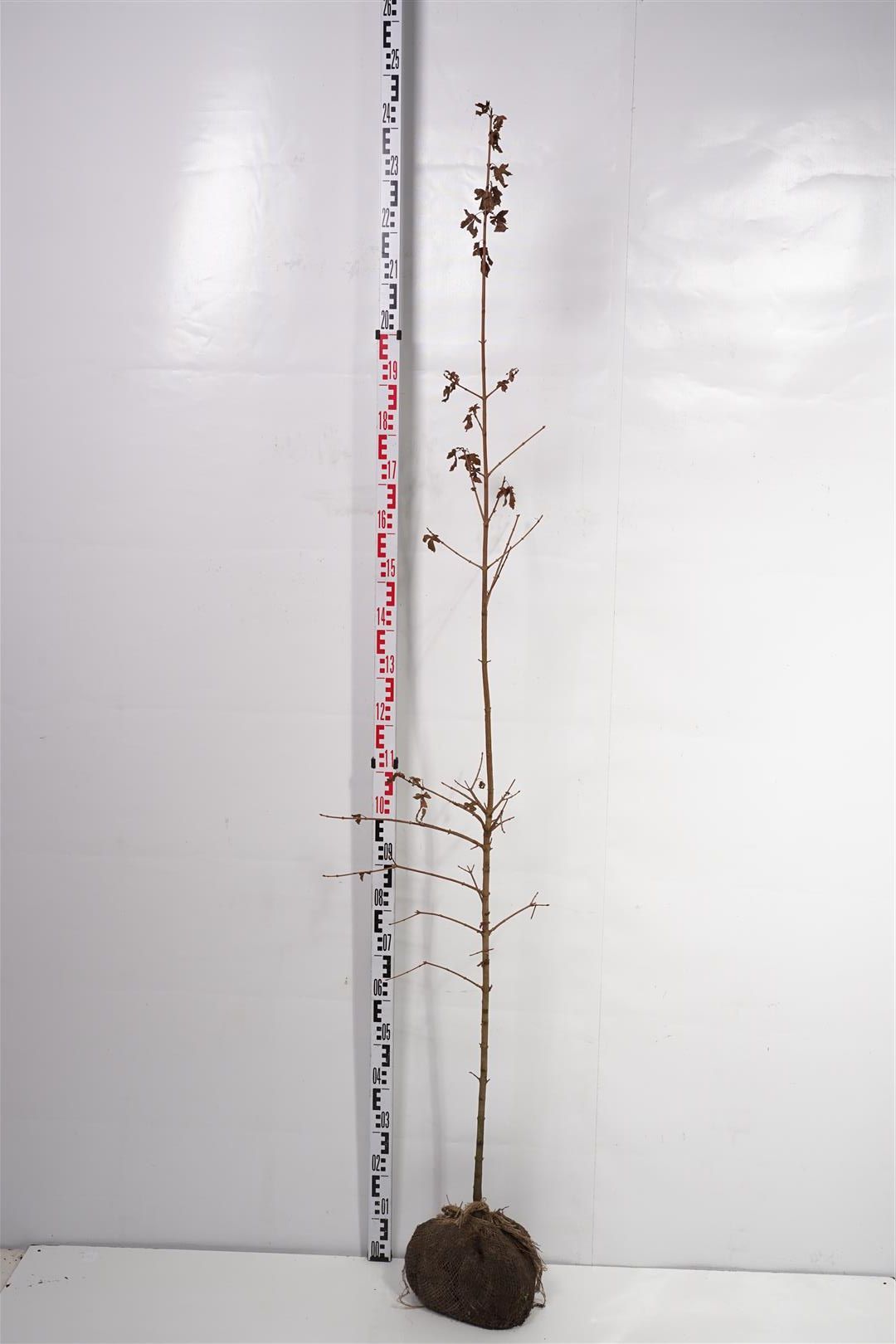 Acer campestre 175-200 cm rotklump