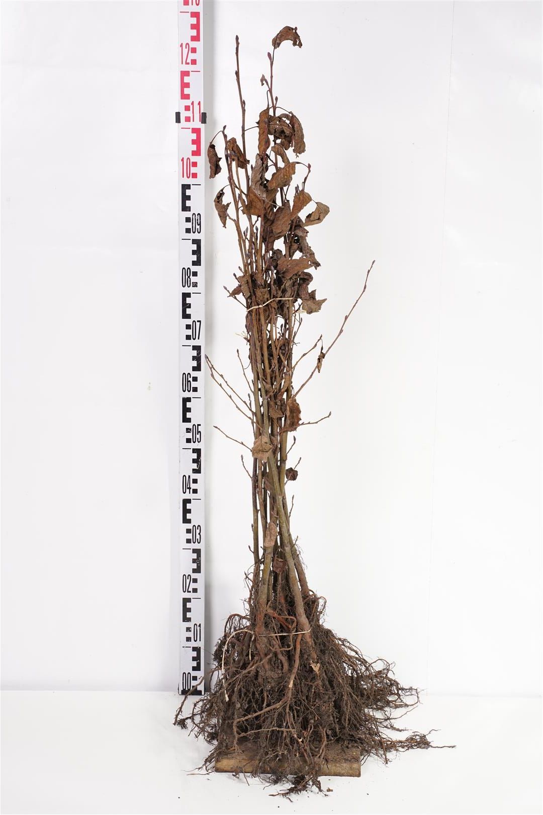 Alnus glutinosa 1+1 60-100 cm