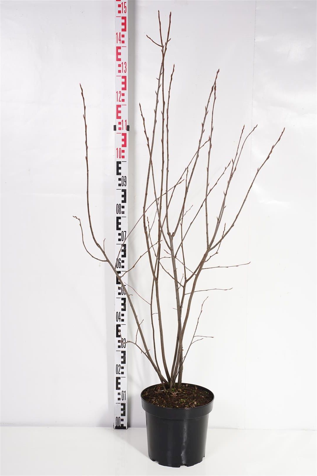 Amelanchier lamarckii 125-150 cm C7,5 (7,5 liters kruka)