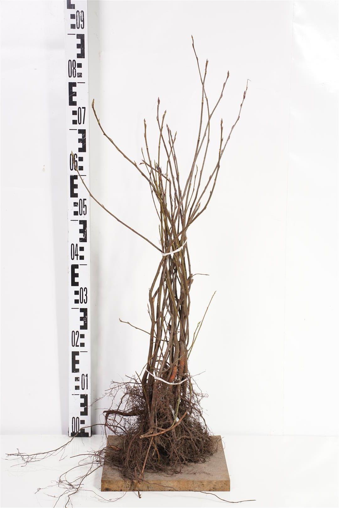 Amelanchier lamarckii 1+1 40-60 cm