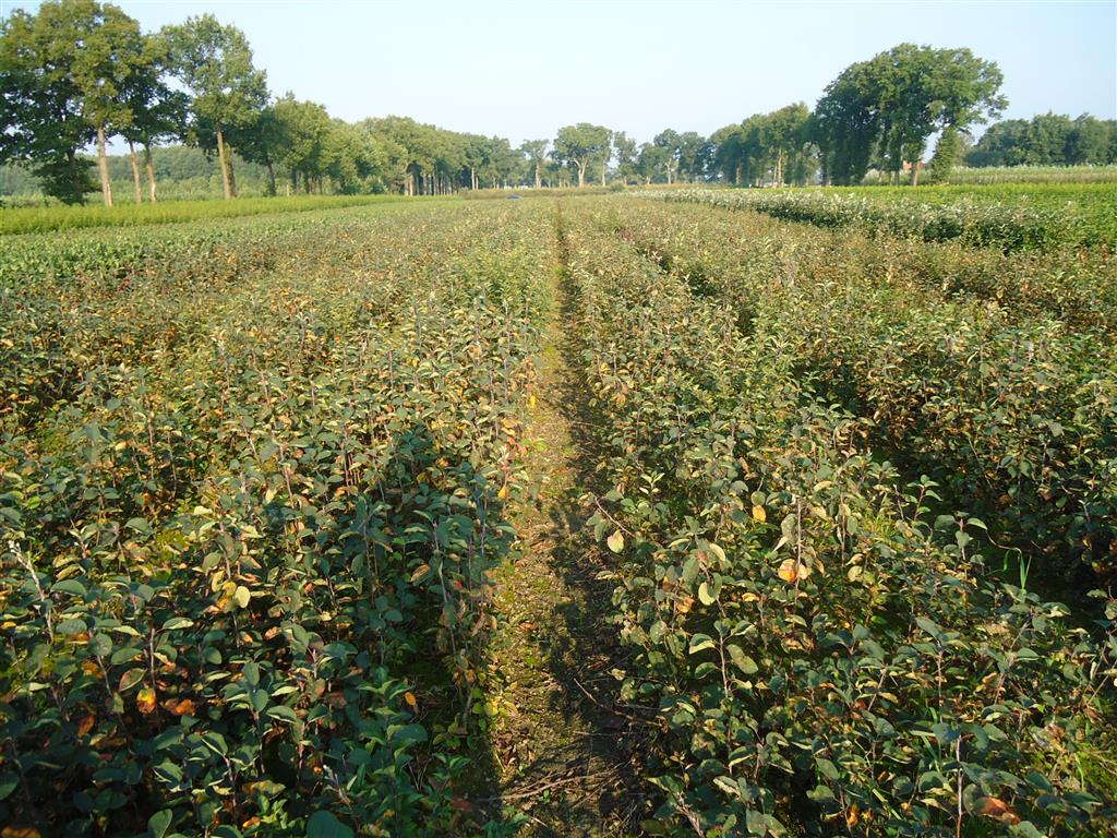 Amelanchier spicata 40-60 cm