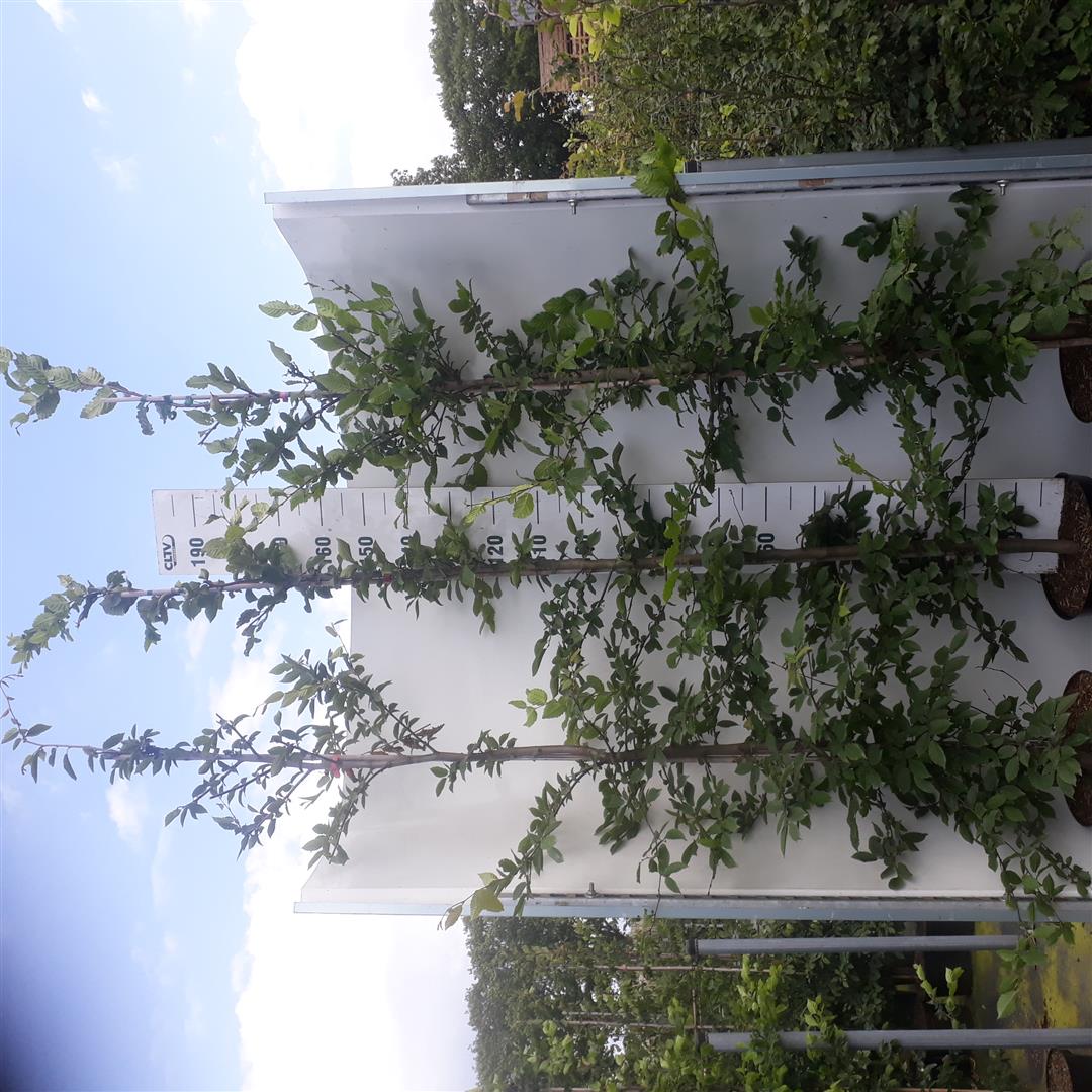 Carpinus betulus C12 (12 liters kruka) 200-225 cm