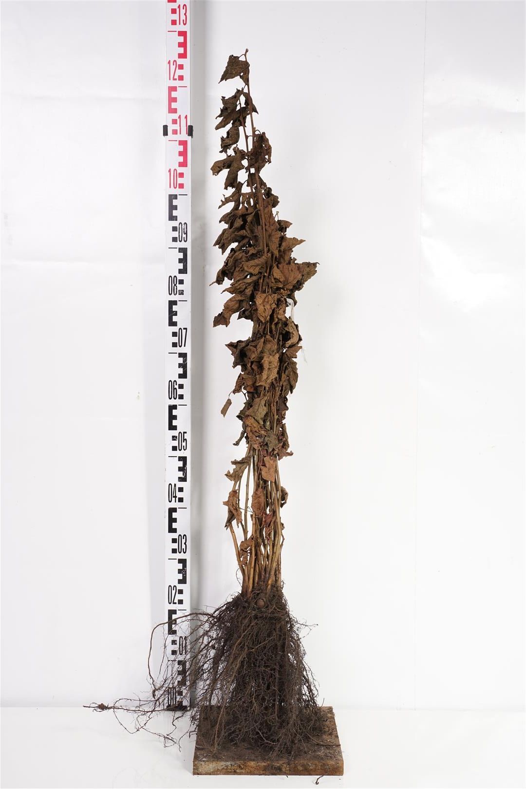 Corylus avellana 1+1 40-60 cm