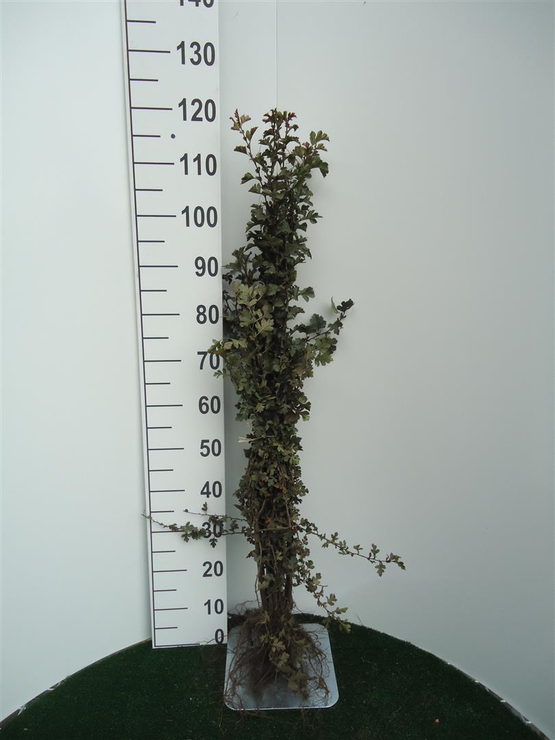 Trubbhagtorn - Crataegus monogyna 1+1 60-100 cm