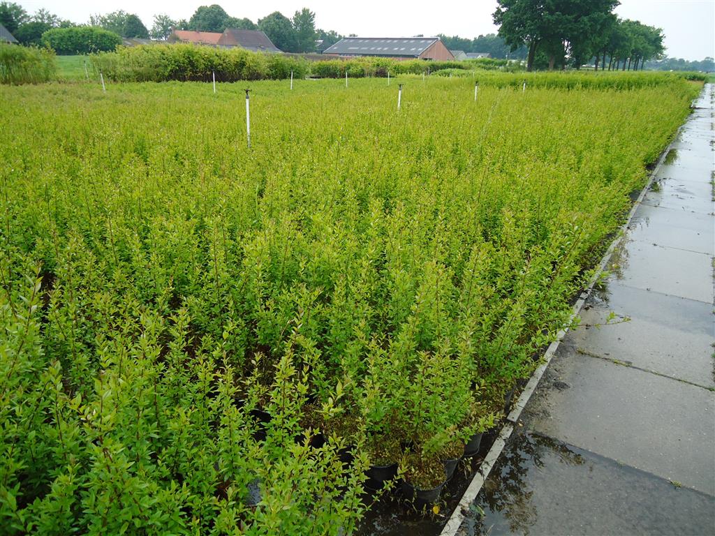 Ligustrum vulgare &