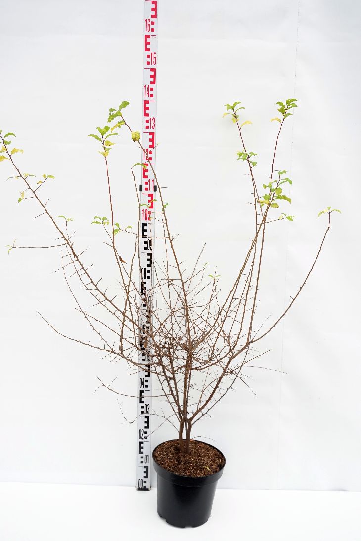 Prunus spinosa C7,5 (7,5 liters kruka) 100-125 cm
