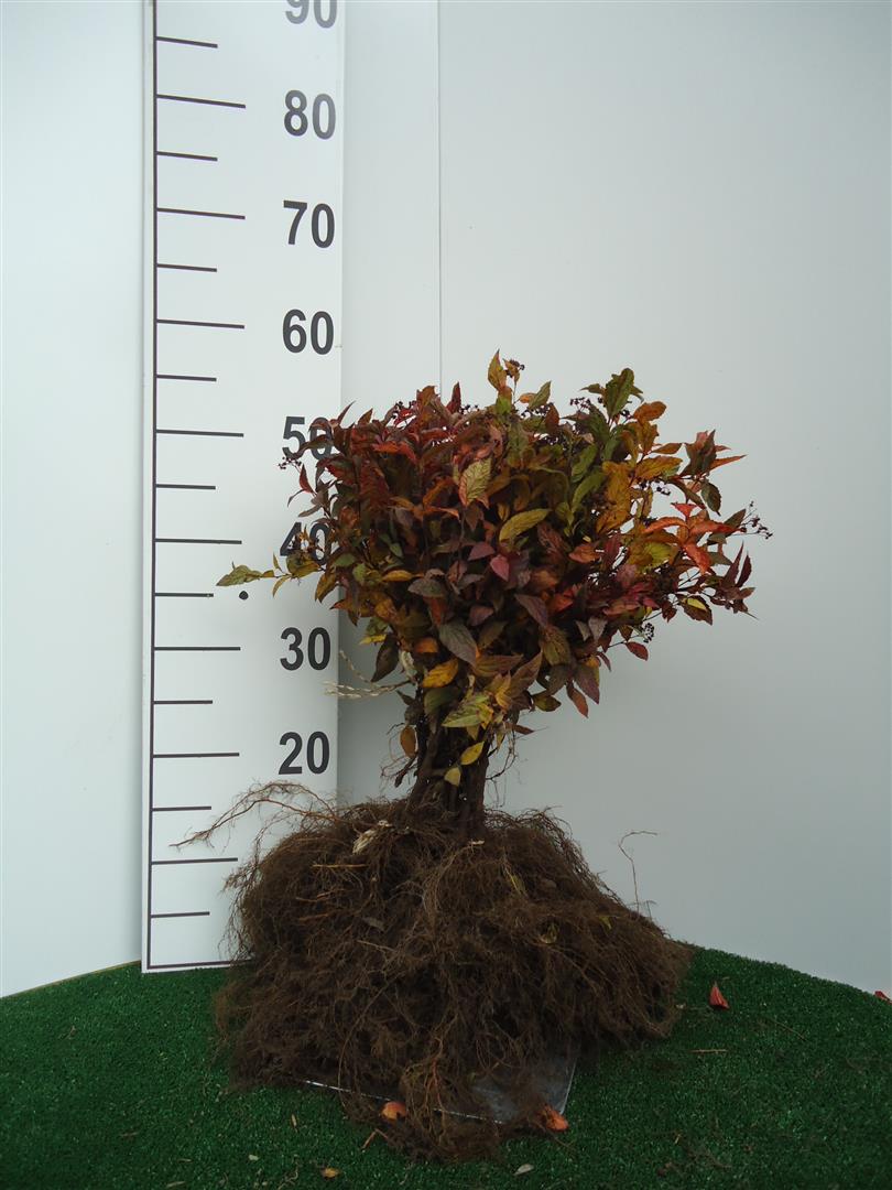 Spiraea japonica &