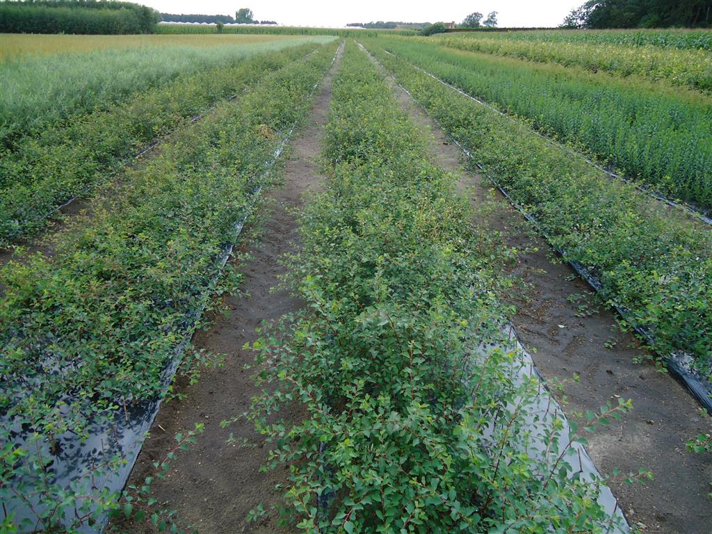 Bukettspirea (Spiraea vanhouttei) 80-100 cm C5 (5 liters kruka)