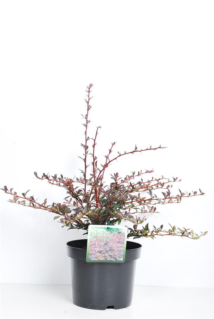 Berberis thunbergii &
