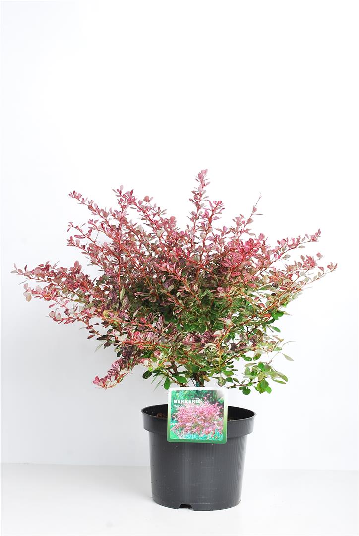 Berberis thunbergii &