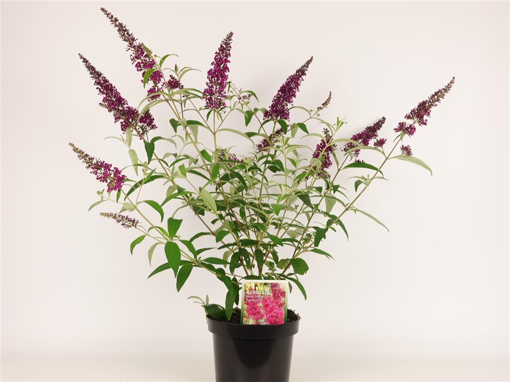 Buddleja davidii &