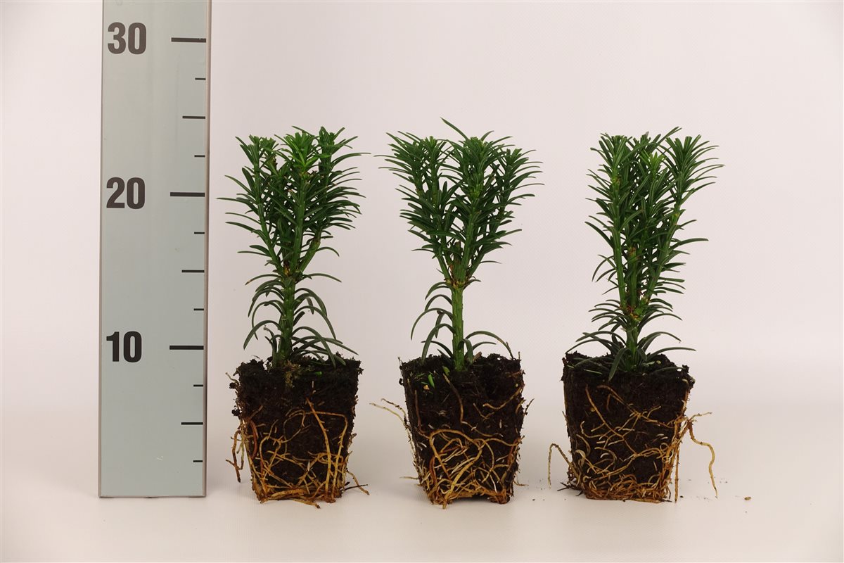 Cephalotaxus h. &