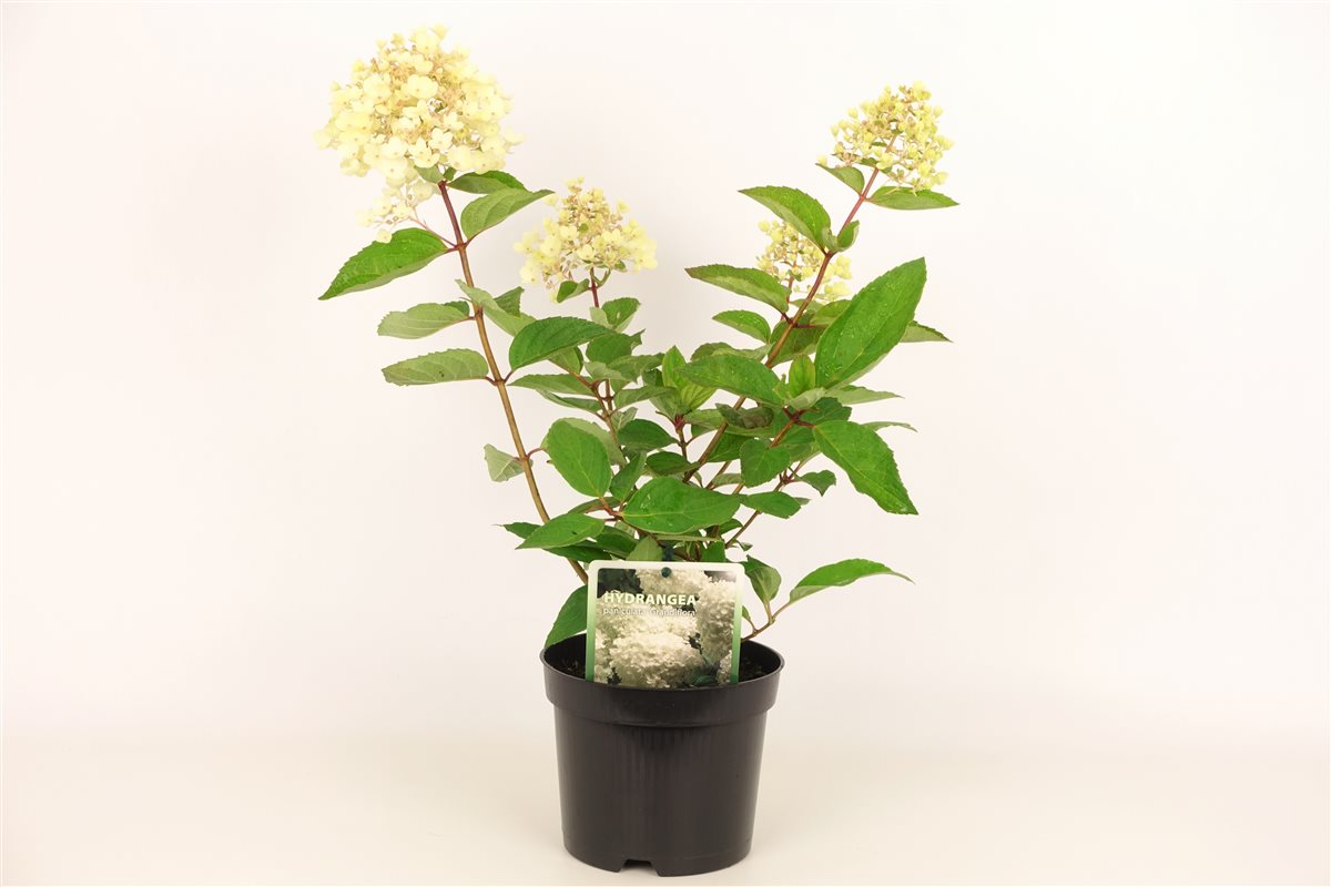 Hydrangea paniculata &
