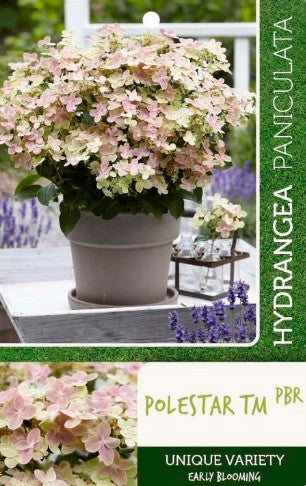 Hydrangea pan. &