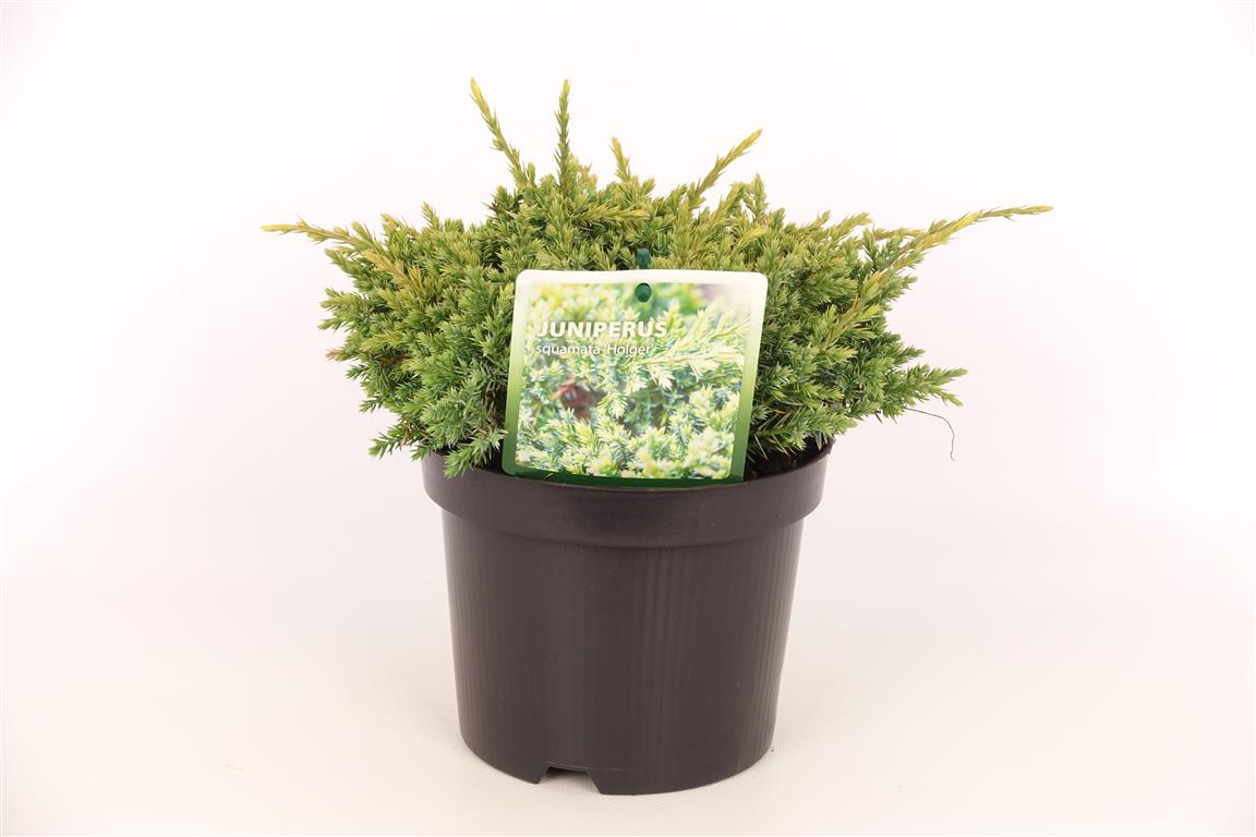 Juniperus squamata &