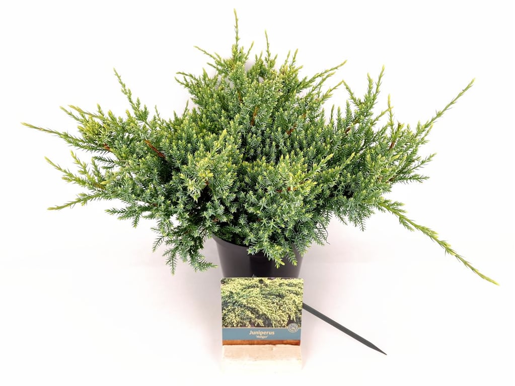 Juniperus squamata &