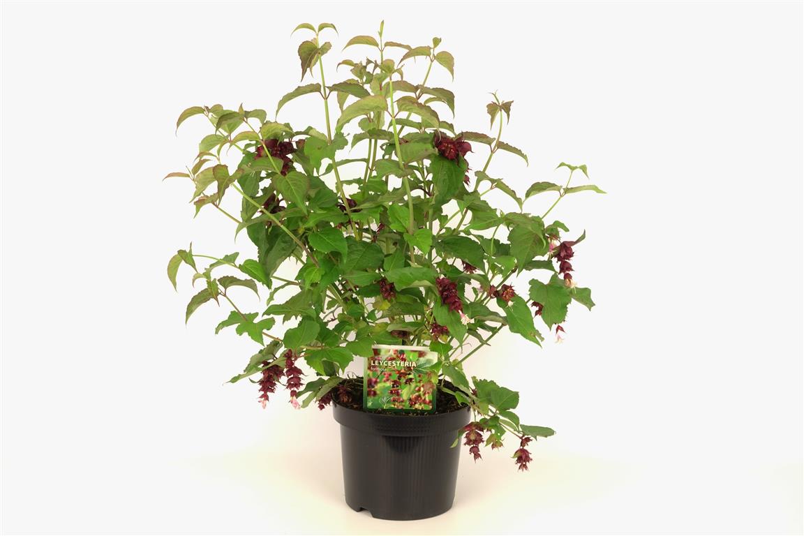 Leycesteria formosa C3 (3 liters kruka) 30-40 cm