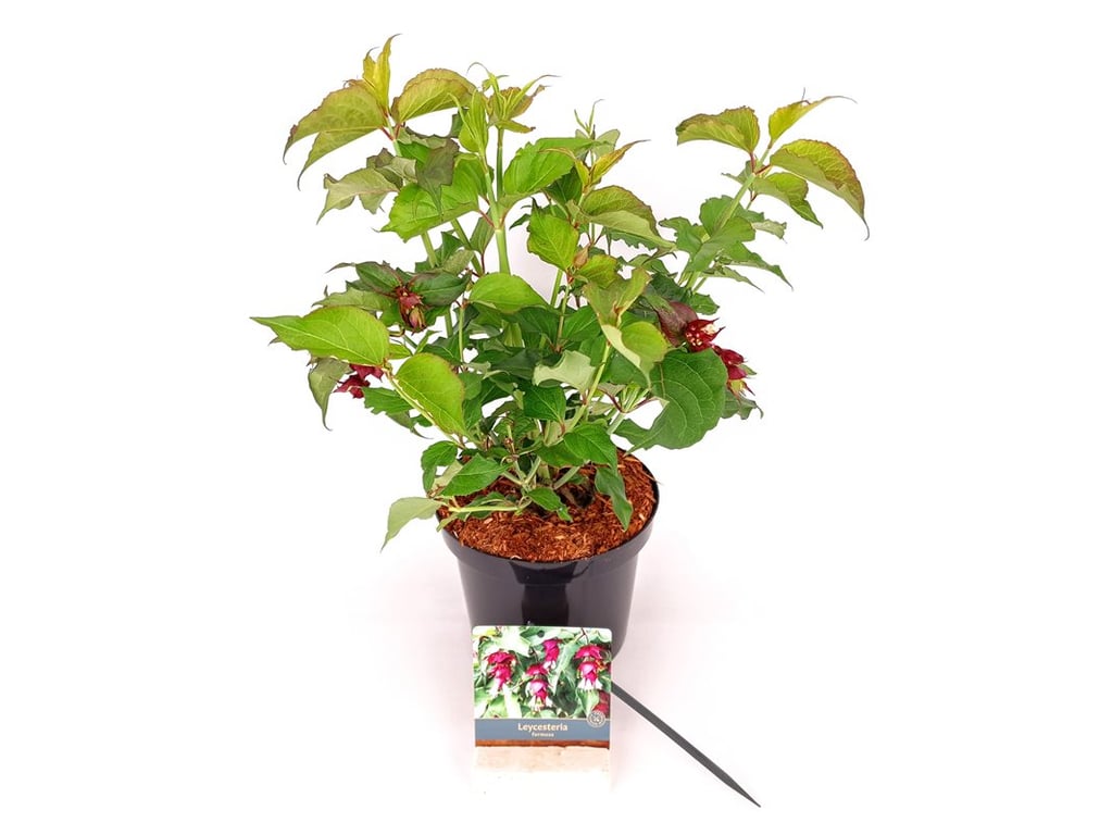 Leycesteria formosa C3 (3 liters kruka) 30-40 cm