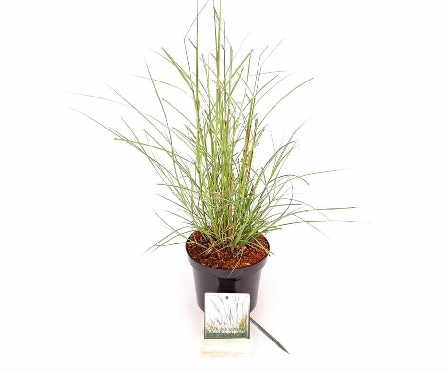 Miscanthus sinensis &