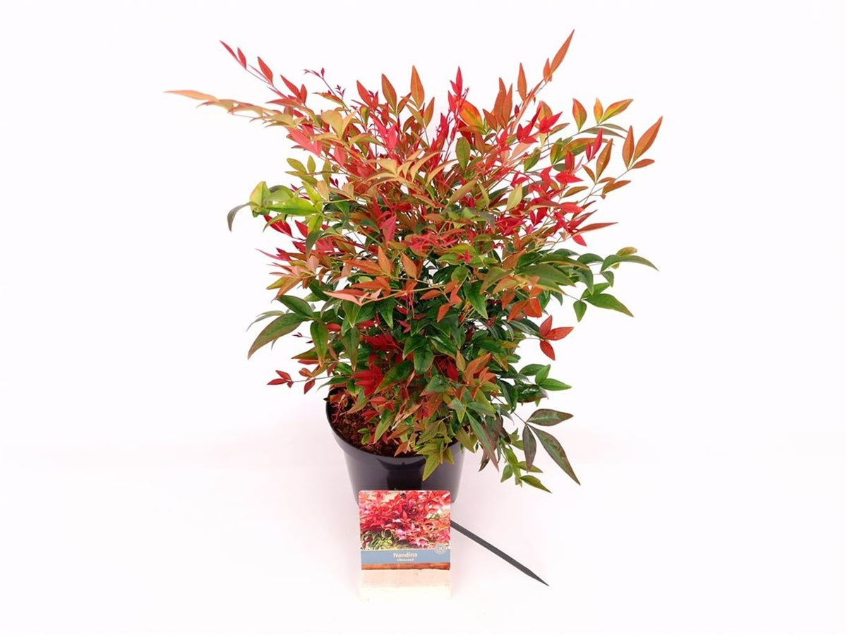 Nandina domestica &