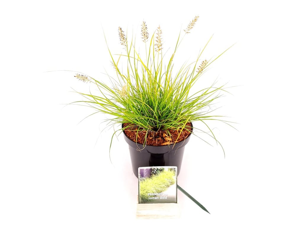 Pennisetum al. &