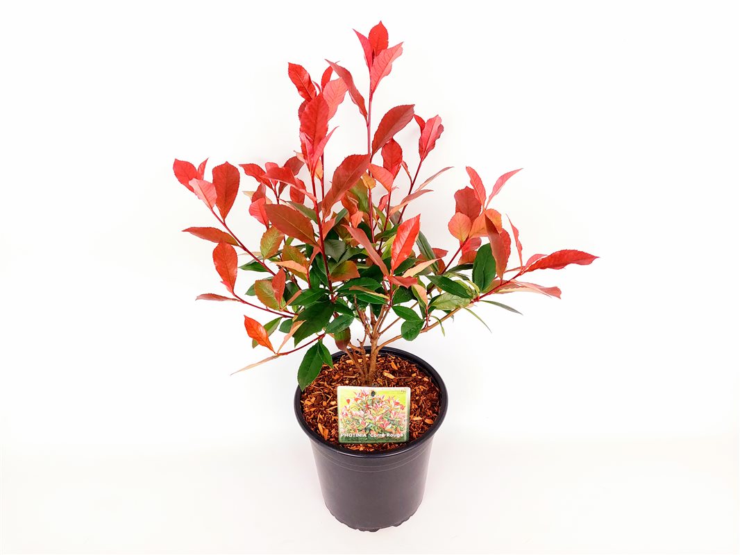 Photinia fraseri &