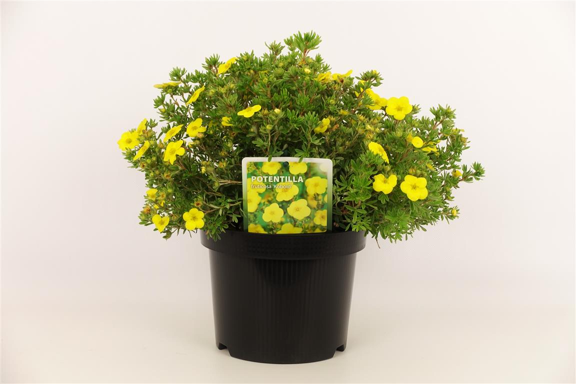 Potentilla fruticosa &