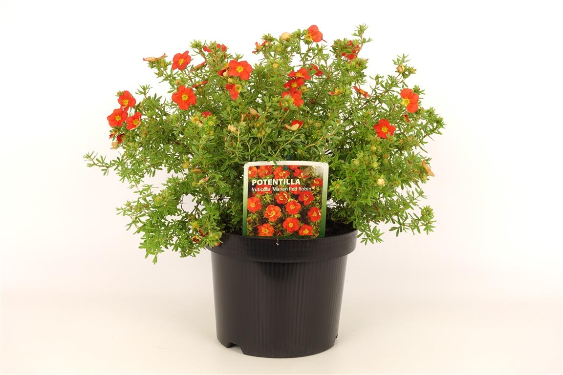 Potentilla fruticosa &