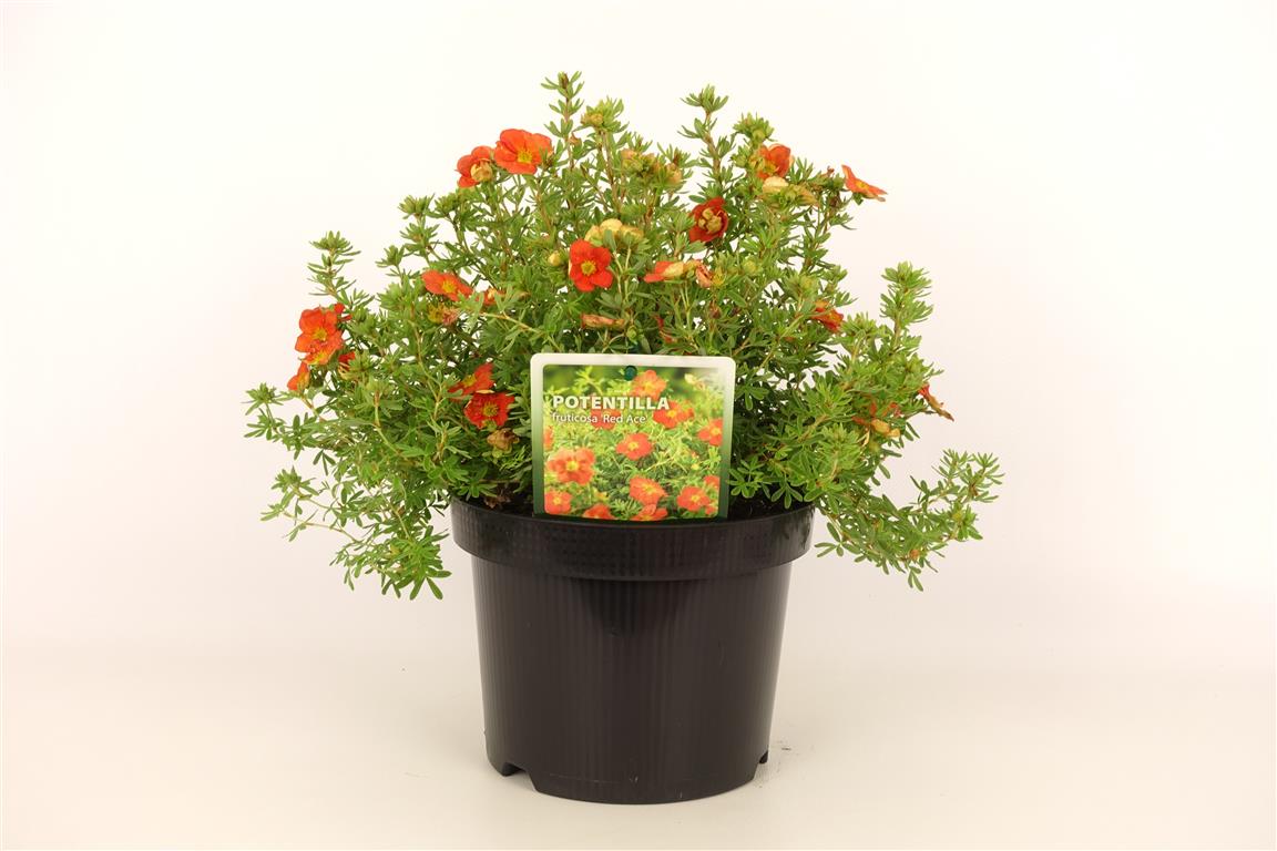 Potentilla f. &