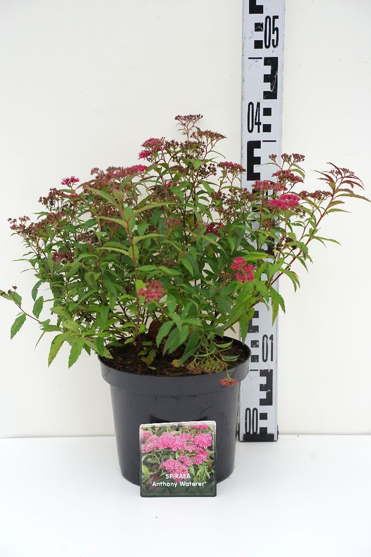 Spiraea jap. &