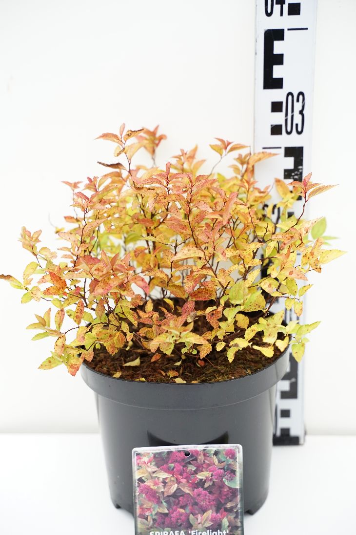 Spiraea japonica &