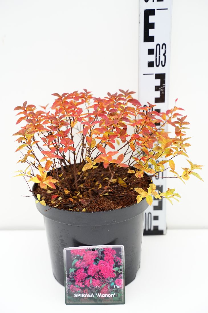 Spiraea jap. &