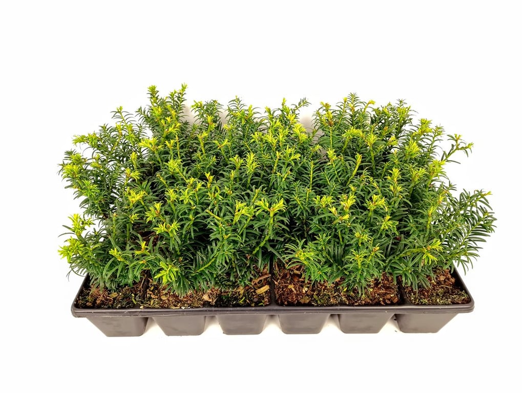 Taxus baccata &