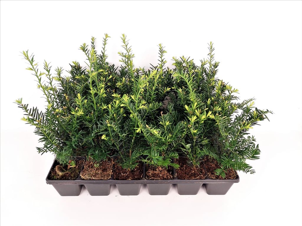 Taxus b. &