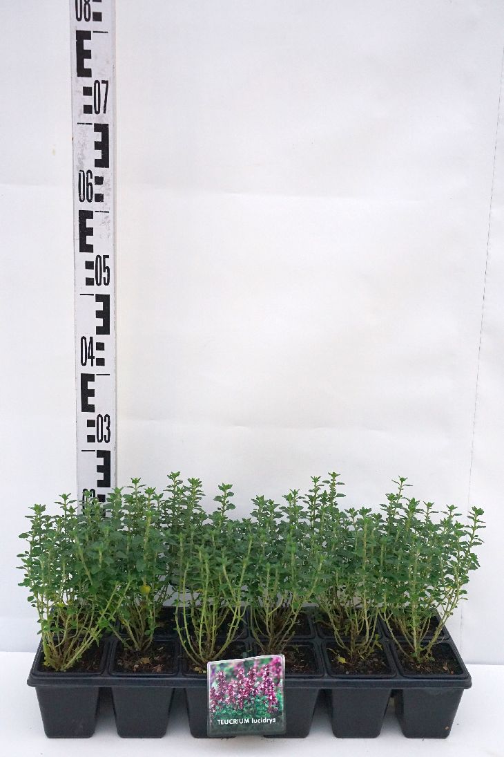 Teucrium lucidrys - 9 cm kruka