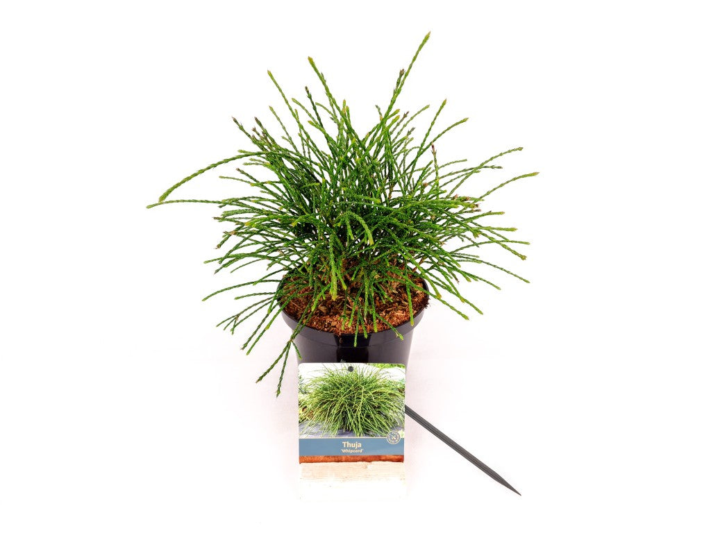 Thuja plicata &