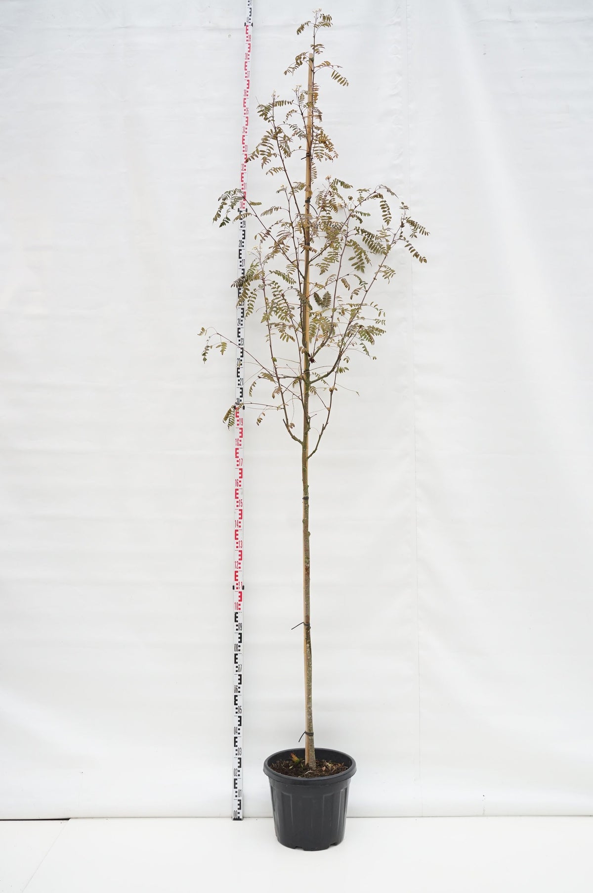 Sorbus arn. &
