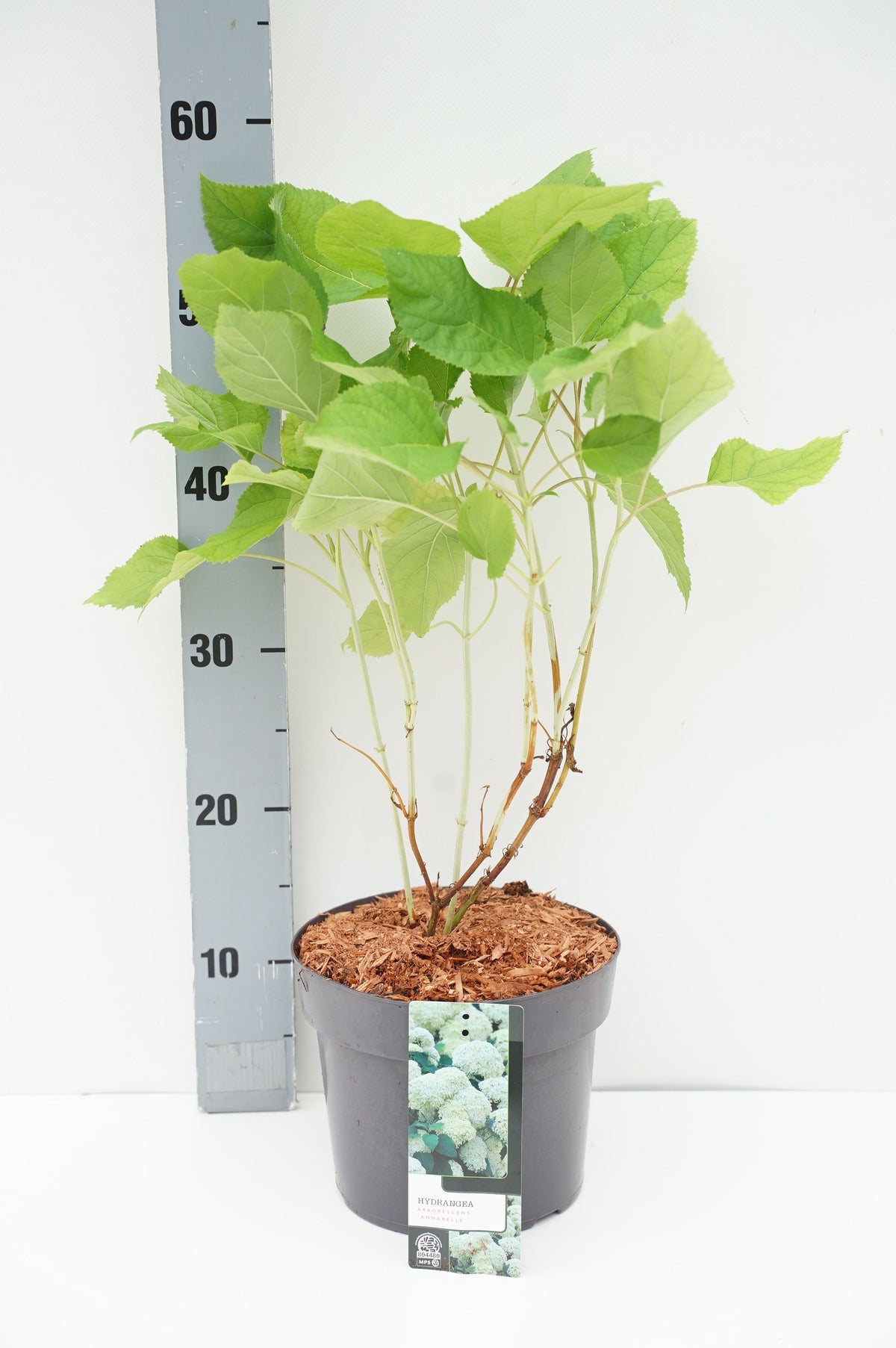Hydrangea arborescens &