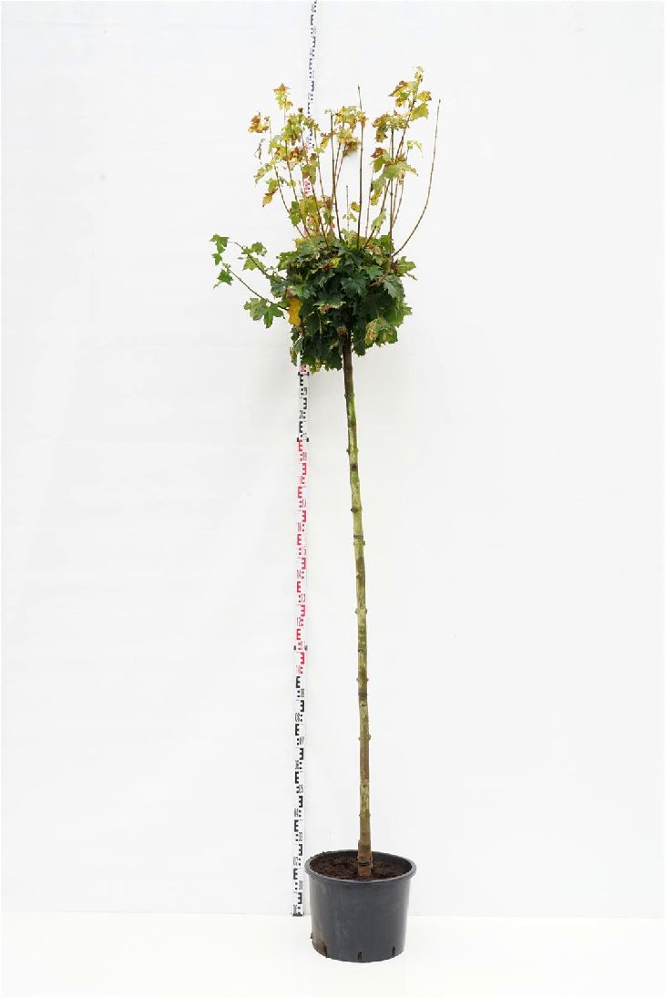 Acer platanoides &