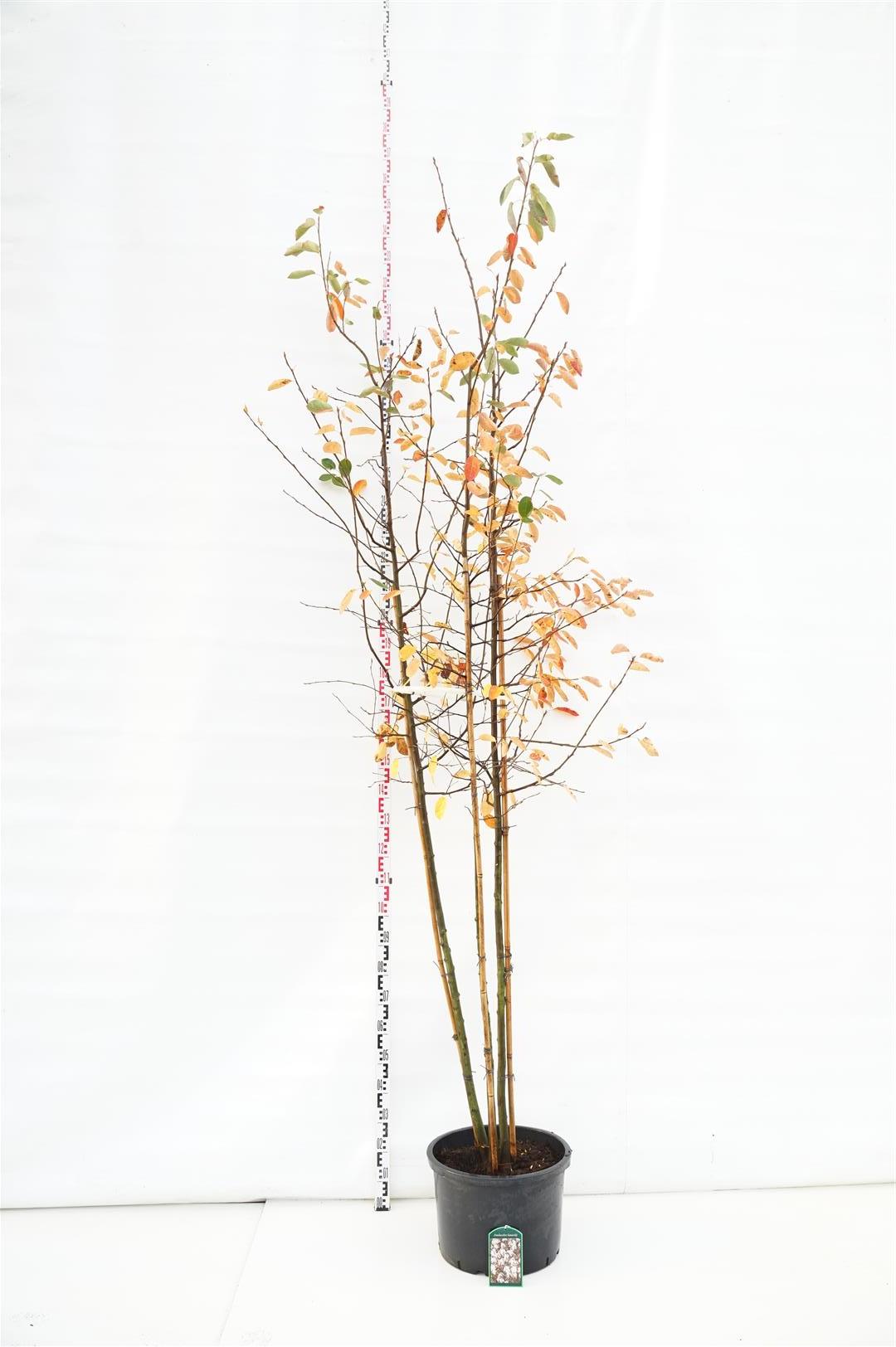 Amelanchier lamarckii 6-8 cm stamträd C50 (50 liters kruka)