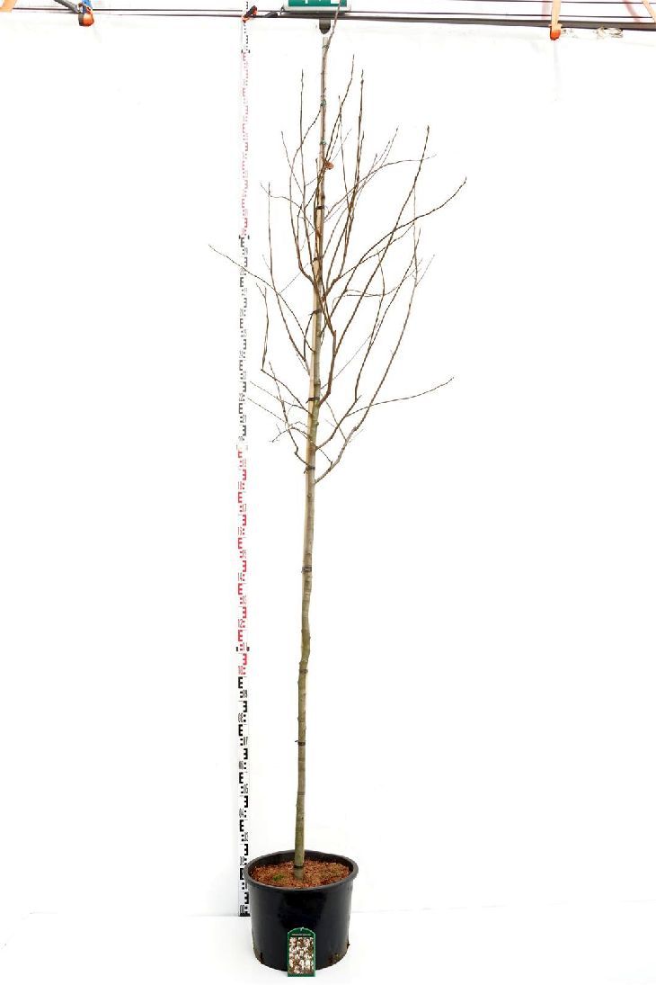 Amelanchier lamarckii Stamträd 8-10 cm C35 (35 liters kruka)