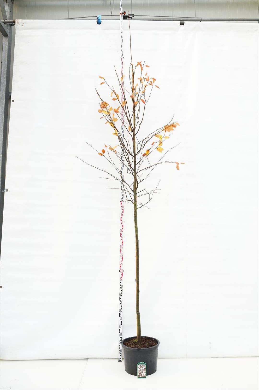 Amelanchier lamarckii 10-12 cm stamomkrets, C40 (40 liters kruka)