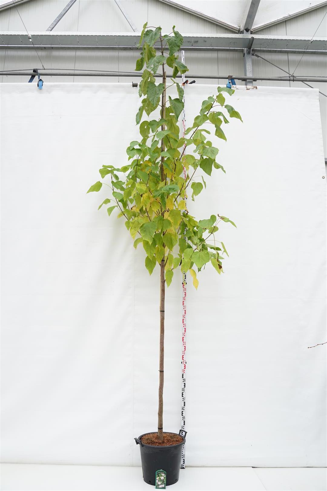 Catalpa bignonioides 12-14 cm högstam C50 (50 liters kruka)