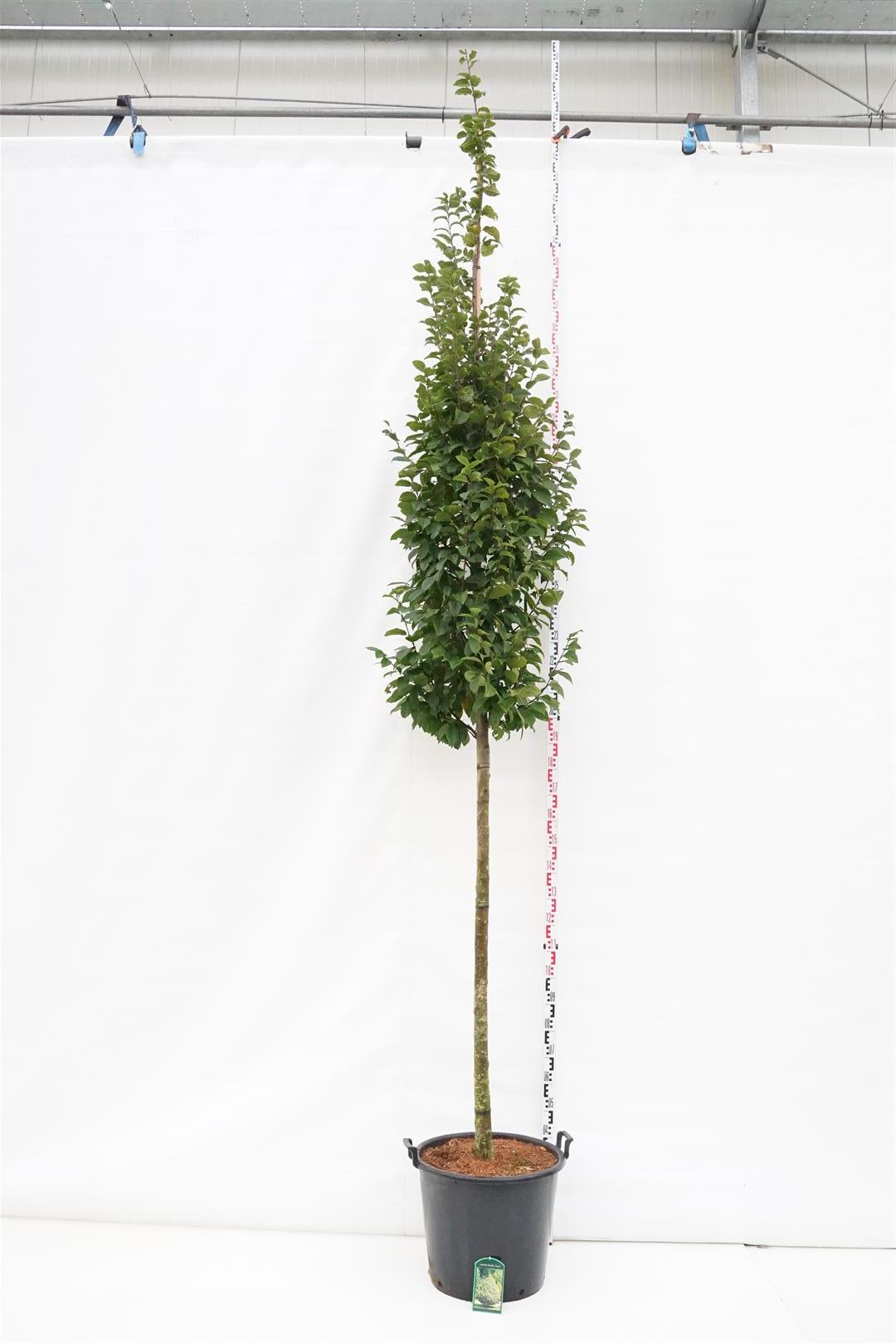 Carpinus betulus &