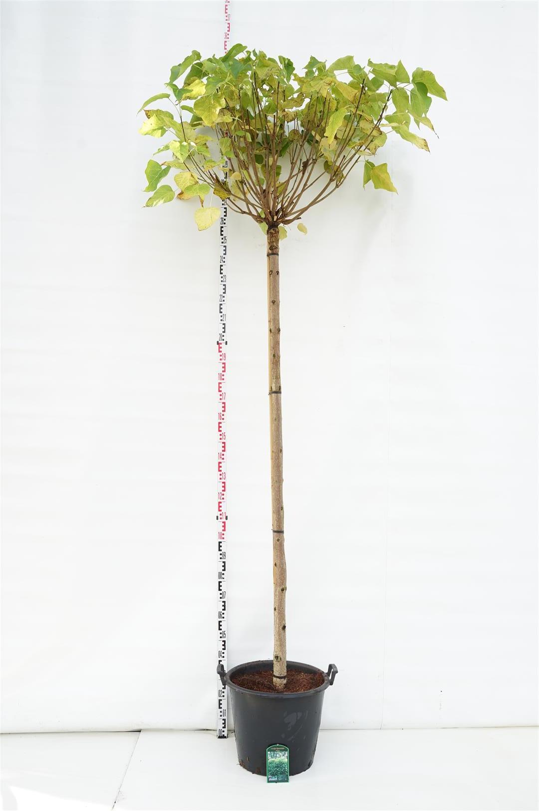 Catalpa bungei stam 225 cm omkr. 14-16 cm C50 (50 liters kruka)