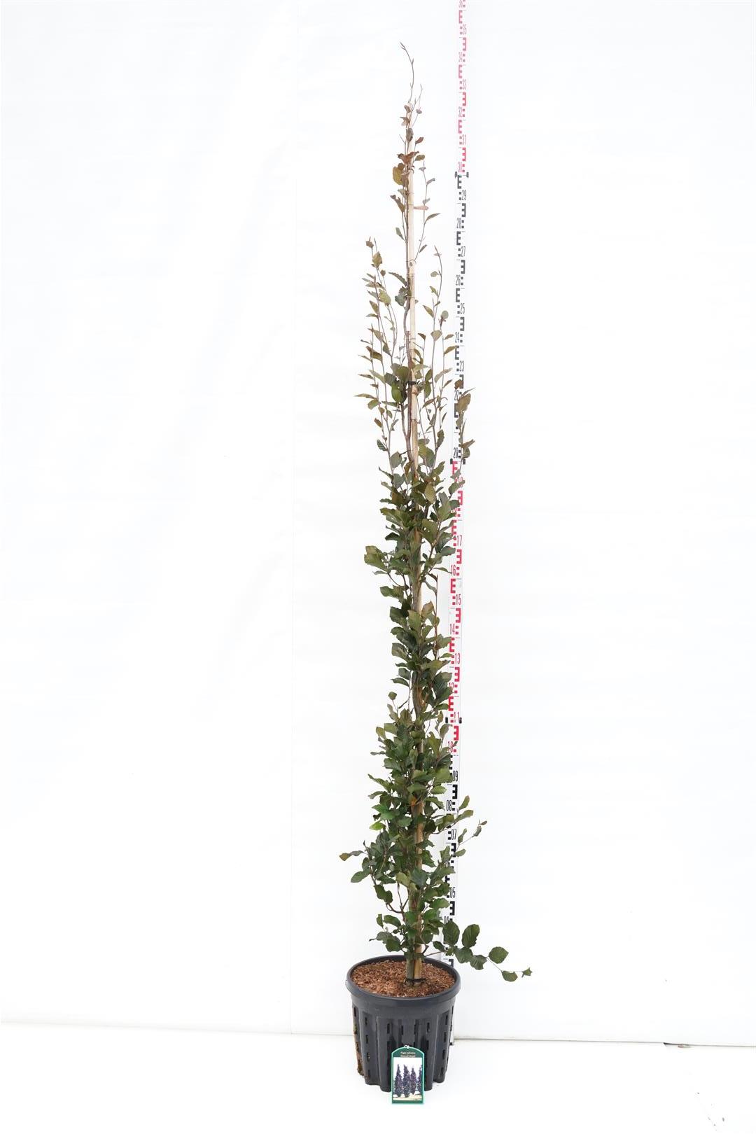 Fagus syl. &