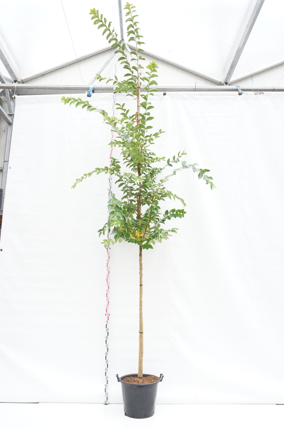 Lagerstroemia indica &