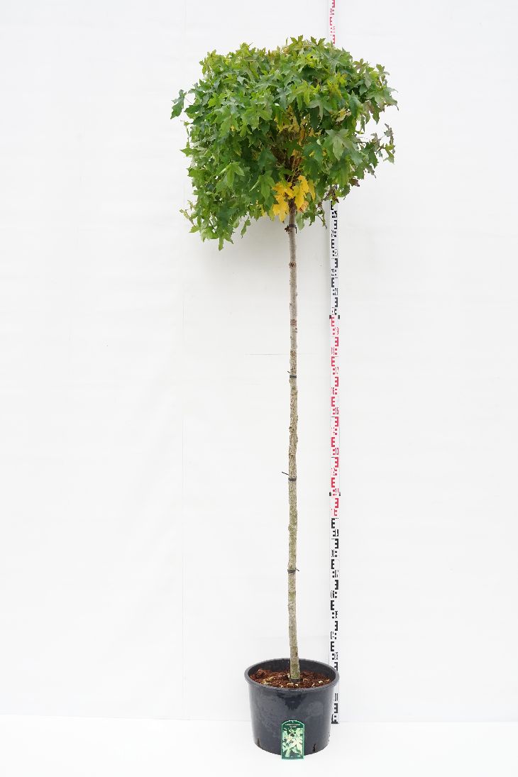 Liquidambar st. &